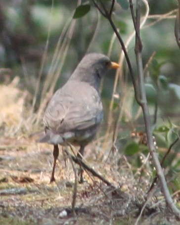 Tickell's Thrush - ML290542481