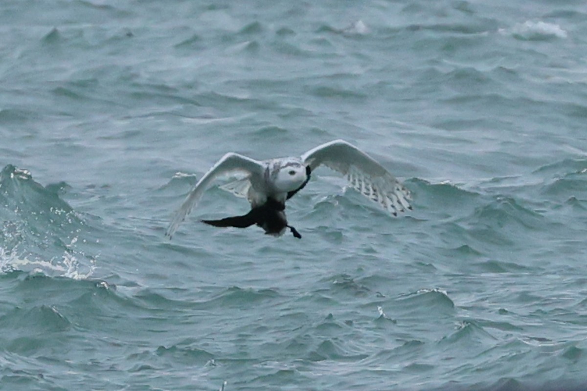 Snowy Owl - ML290544131