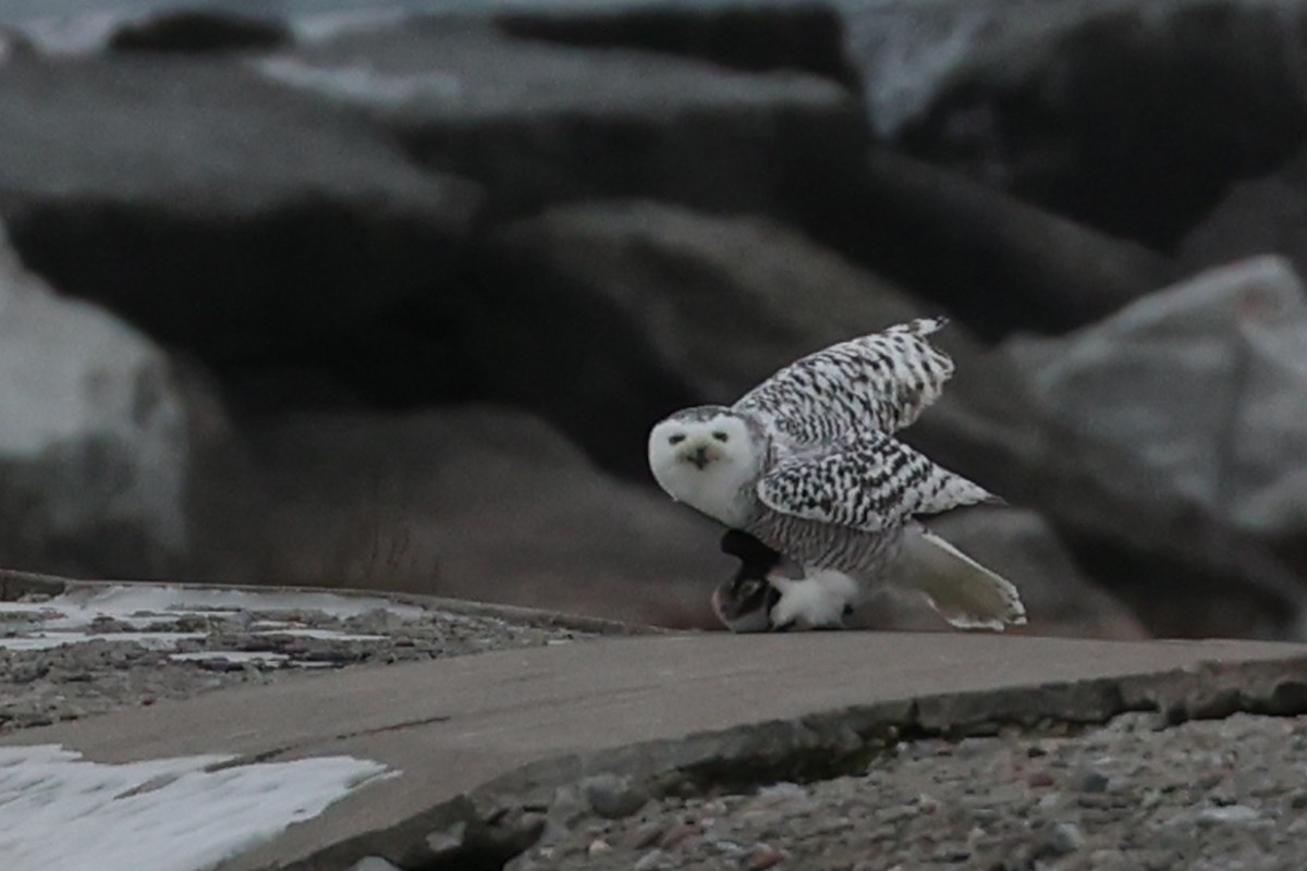 Snowy Owl - ML290544141