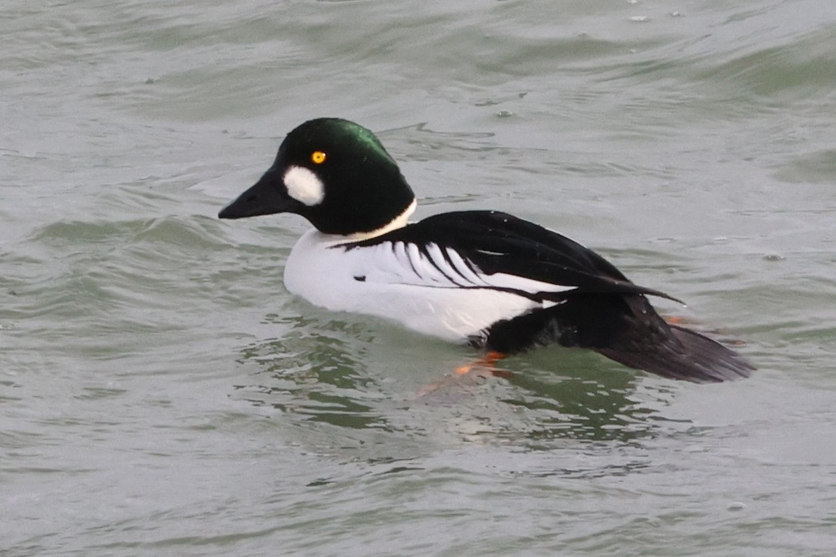 Common Goldeneye - ML290544161