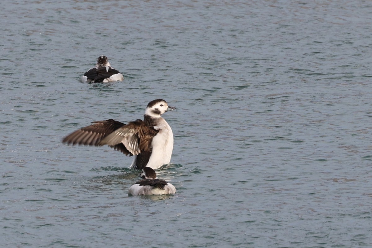 Long-tailed Duck - ML290544191