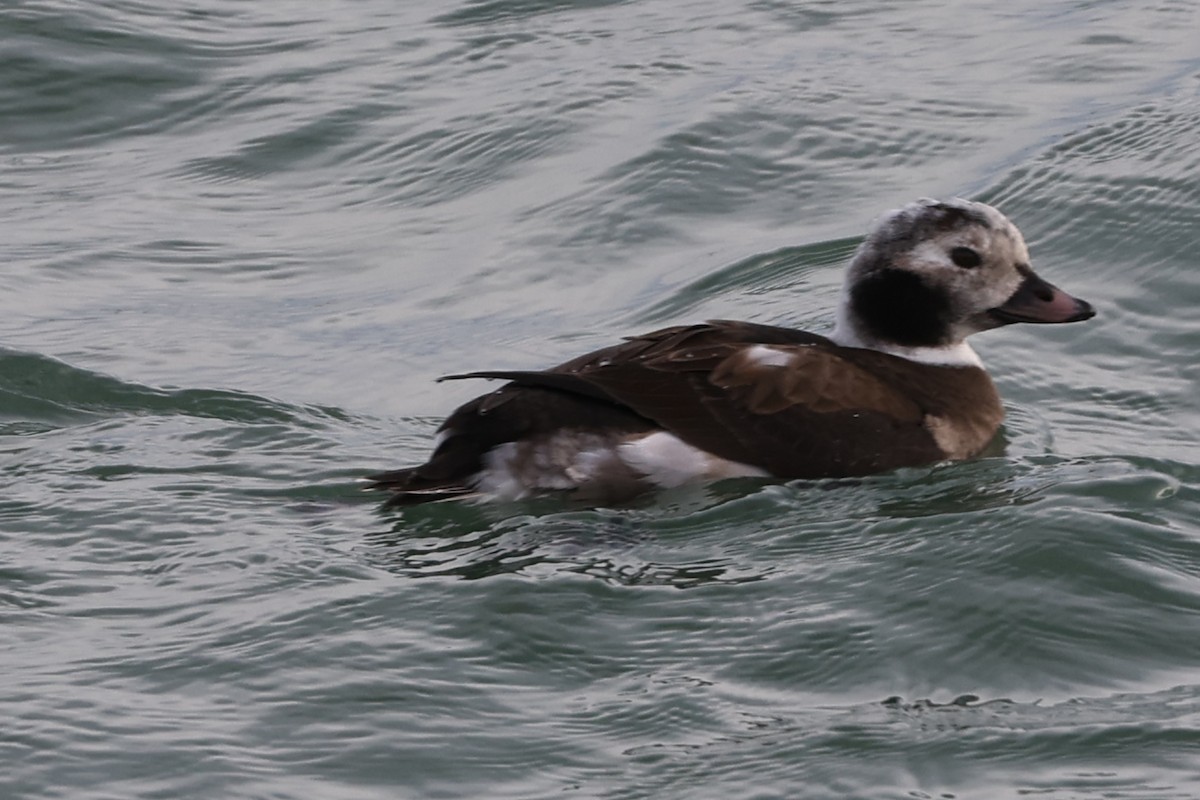 Long-tailed Duck - ML290544201