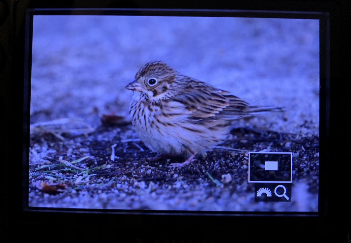 Vesper Sparrow - ML290544441