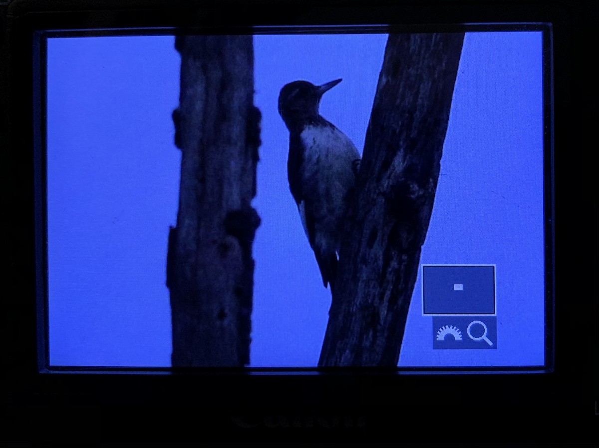 Red-headed Woodpecker - ML290545171