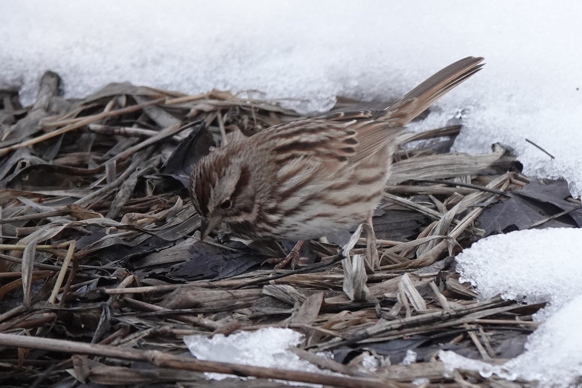 Song Sparrow - ML290545341