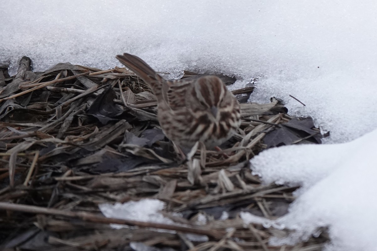 Song Sparrow - ML290545351