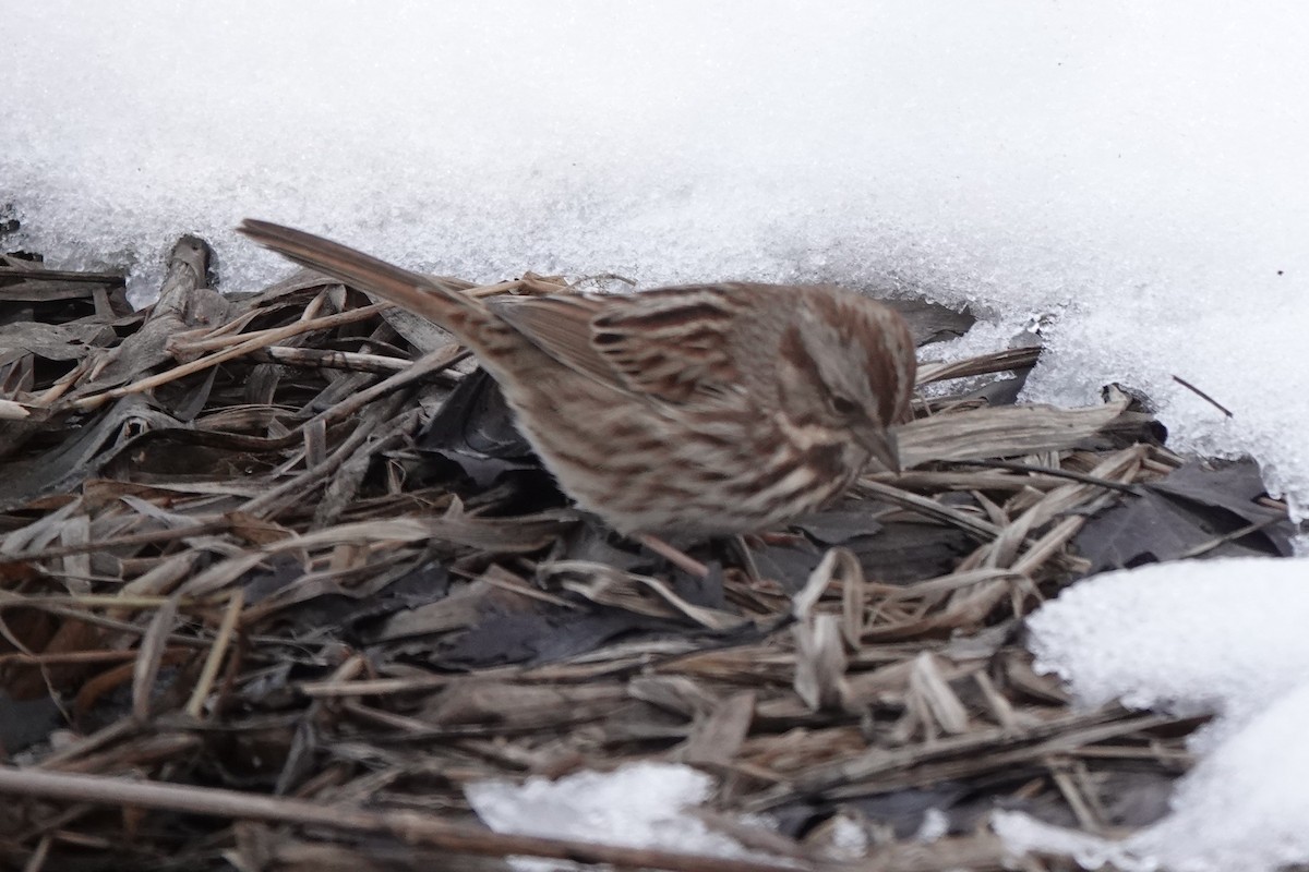 Song Sparrow - ML290545371