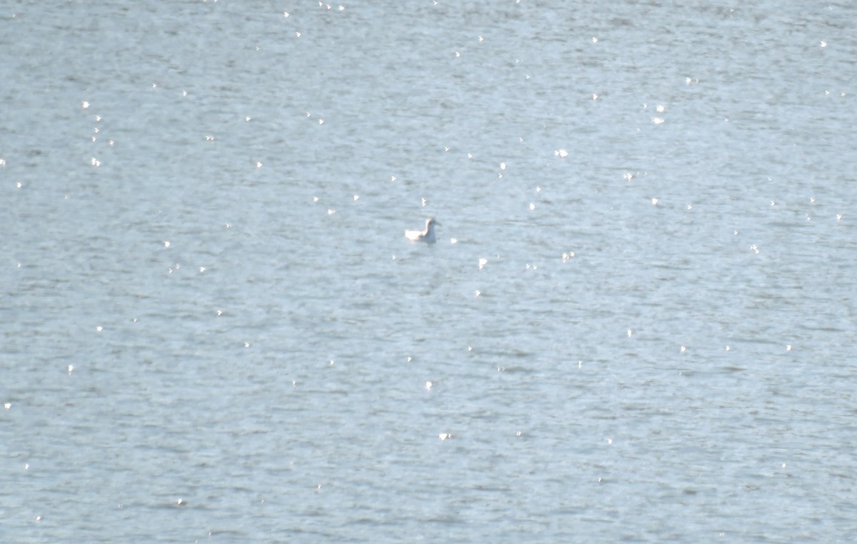 Bonaparte's Gull - Matthew Campbell