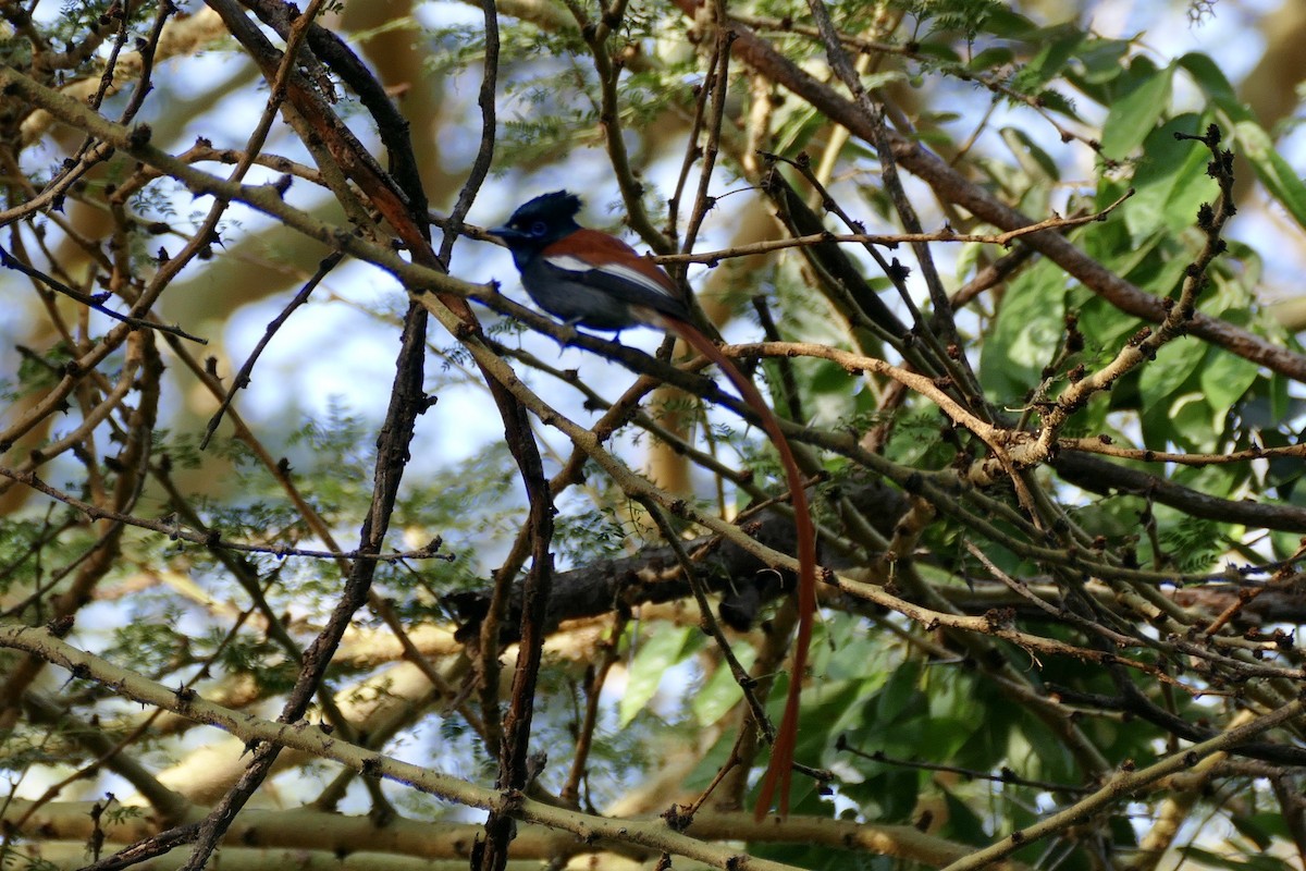 African Paradise-Flycatcher - ML290553411