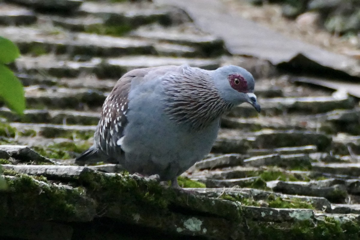 Speckled Pigeon - ML290554391