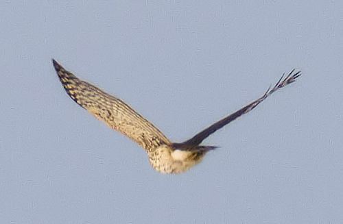 Cooper's Hawk - ML290556771