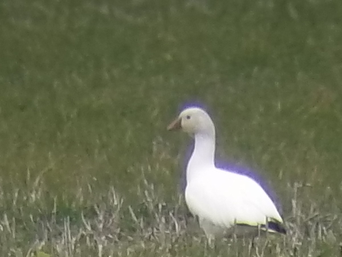 Ross's Goose - ML290558271