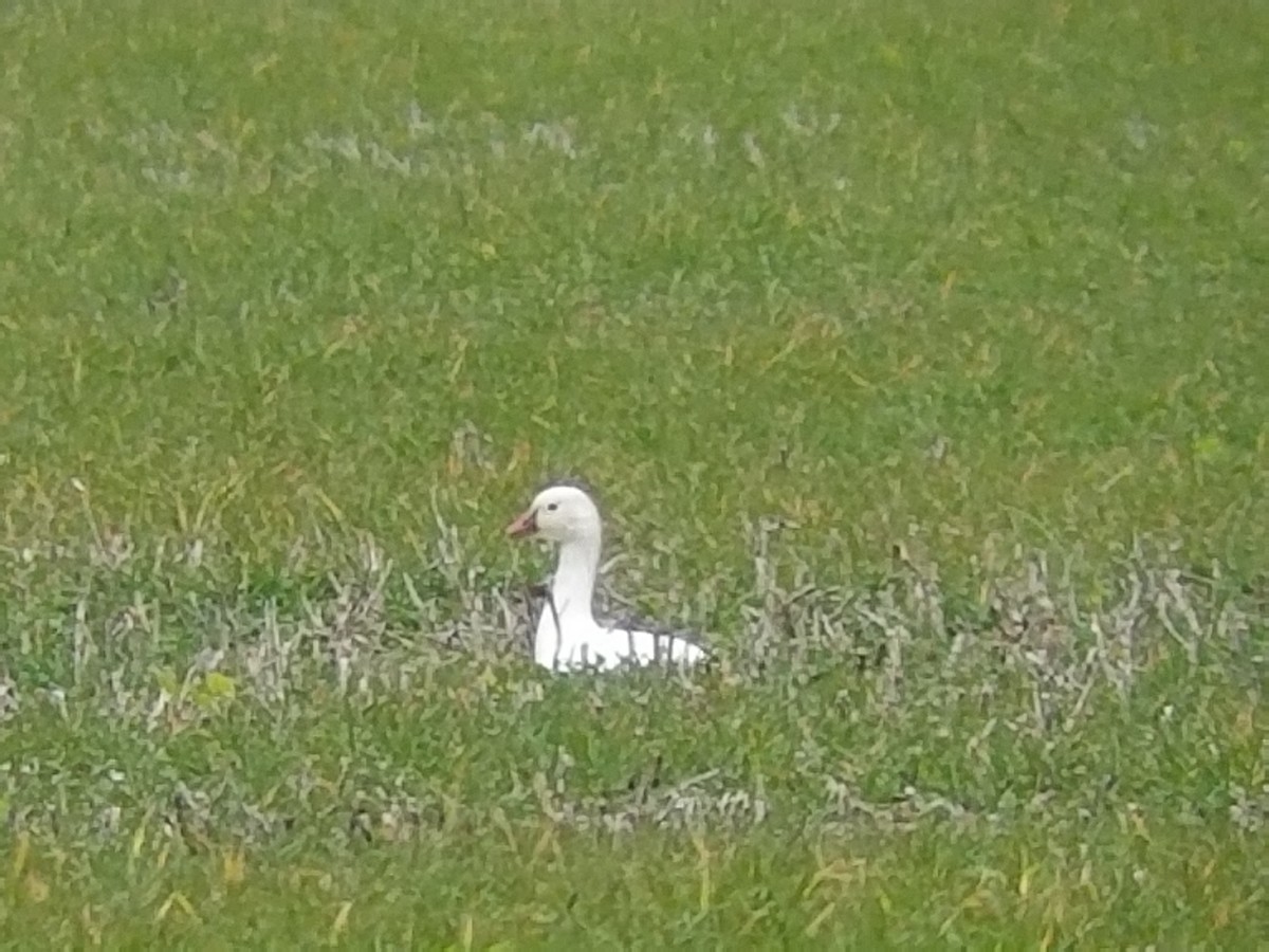 Ross's Goose - ML290558331