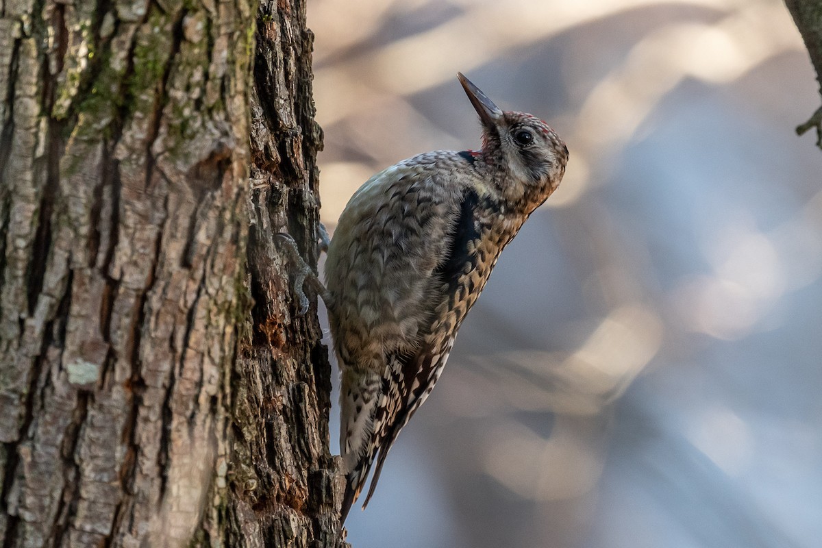 Yellow-bellied Sapsucker - ML290558801