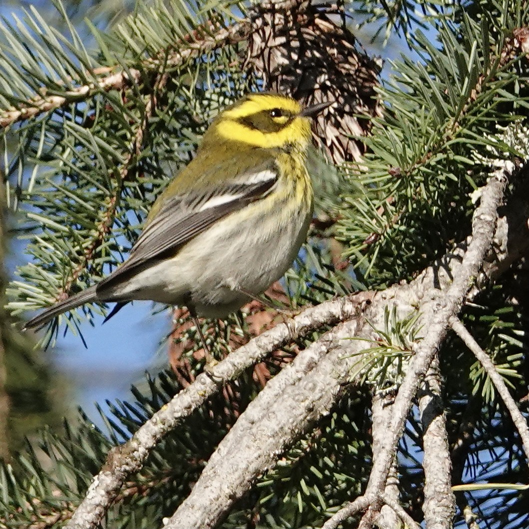 Townsend's Warbler - Marc Whitehead