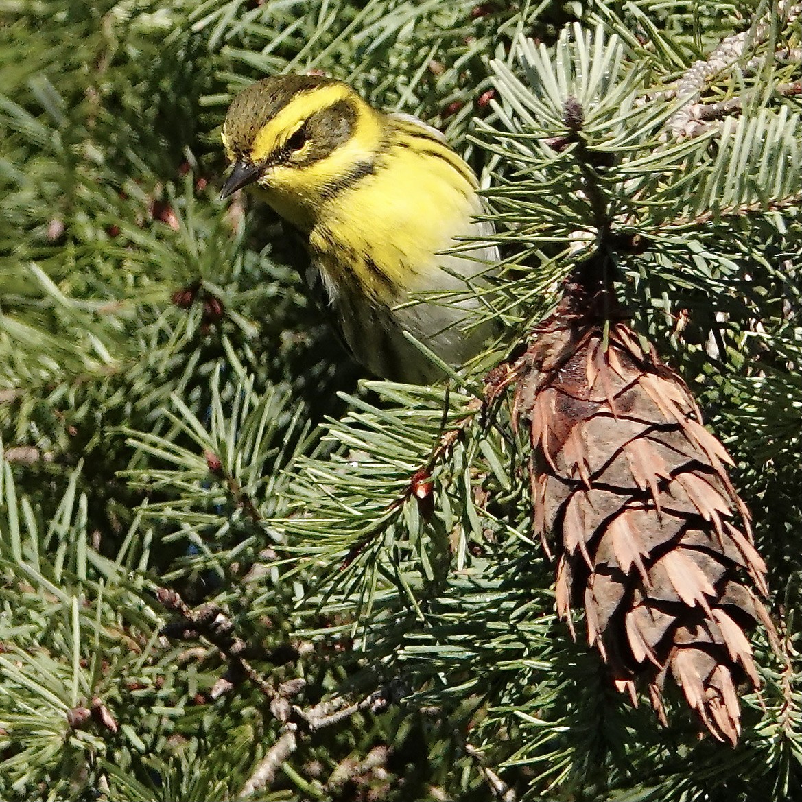 Townsend's Warbler - Marc Whitehead