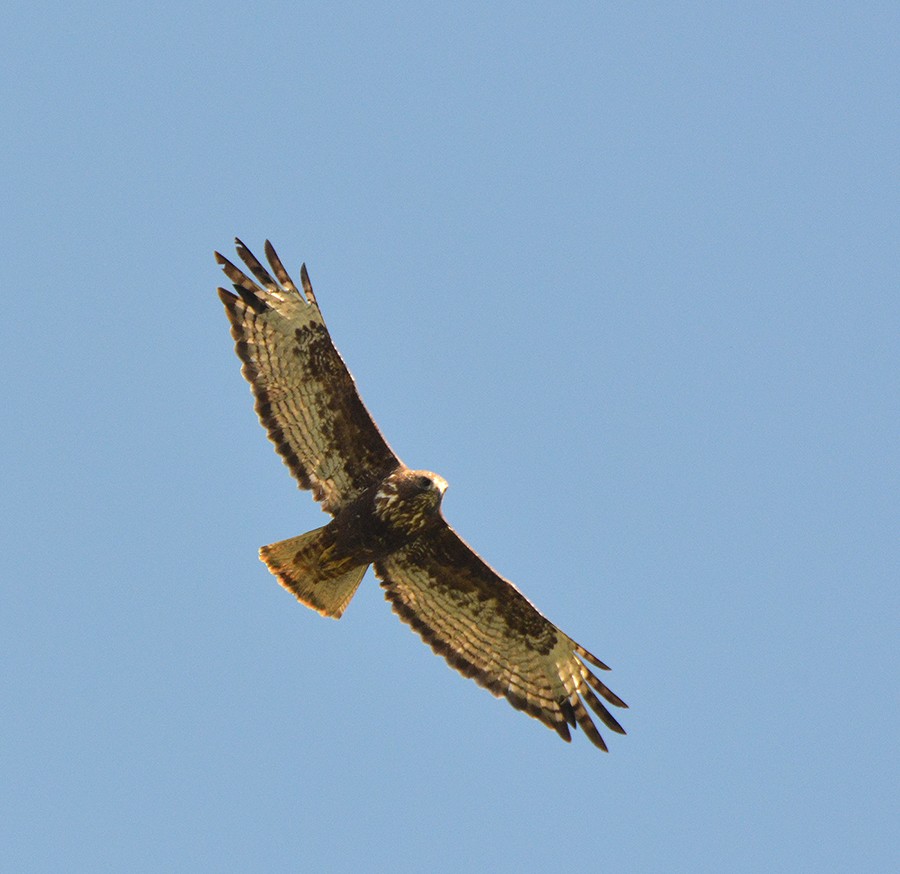 Rotschwanzbussard (harlani) - ML290562681