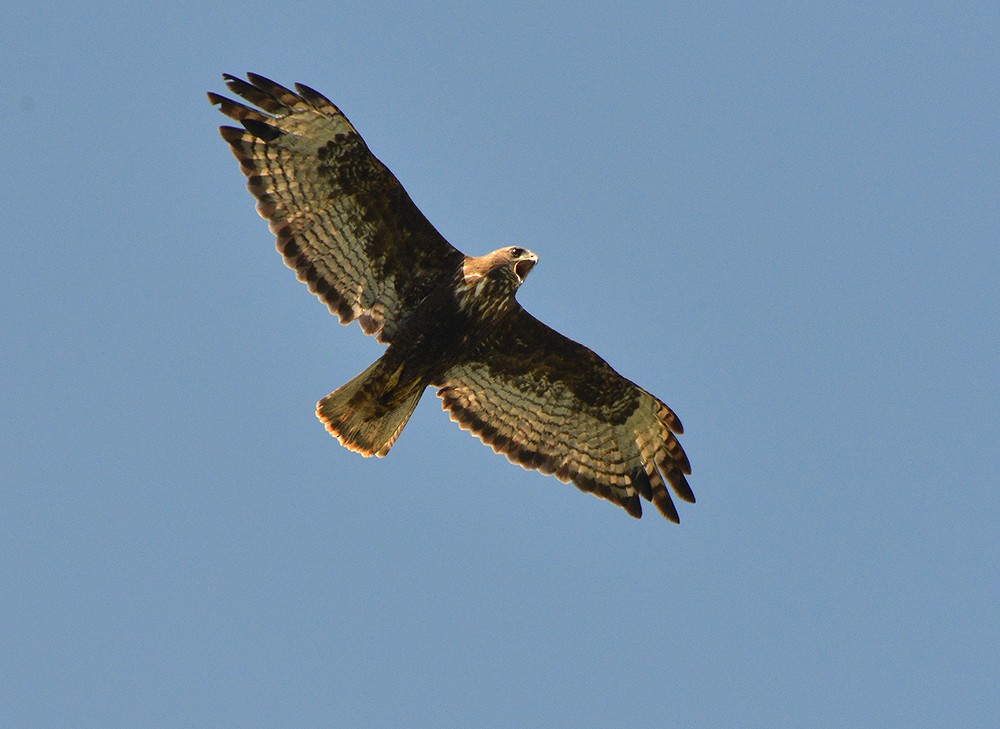 Red-tailed Hawk (Harlan's) - Frederick Atwood