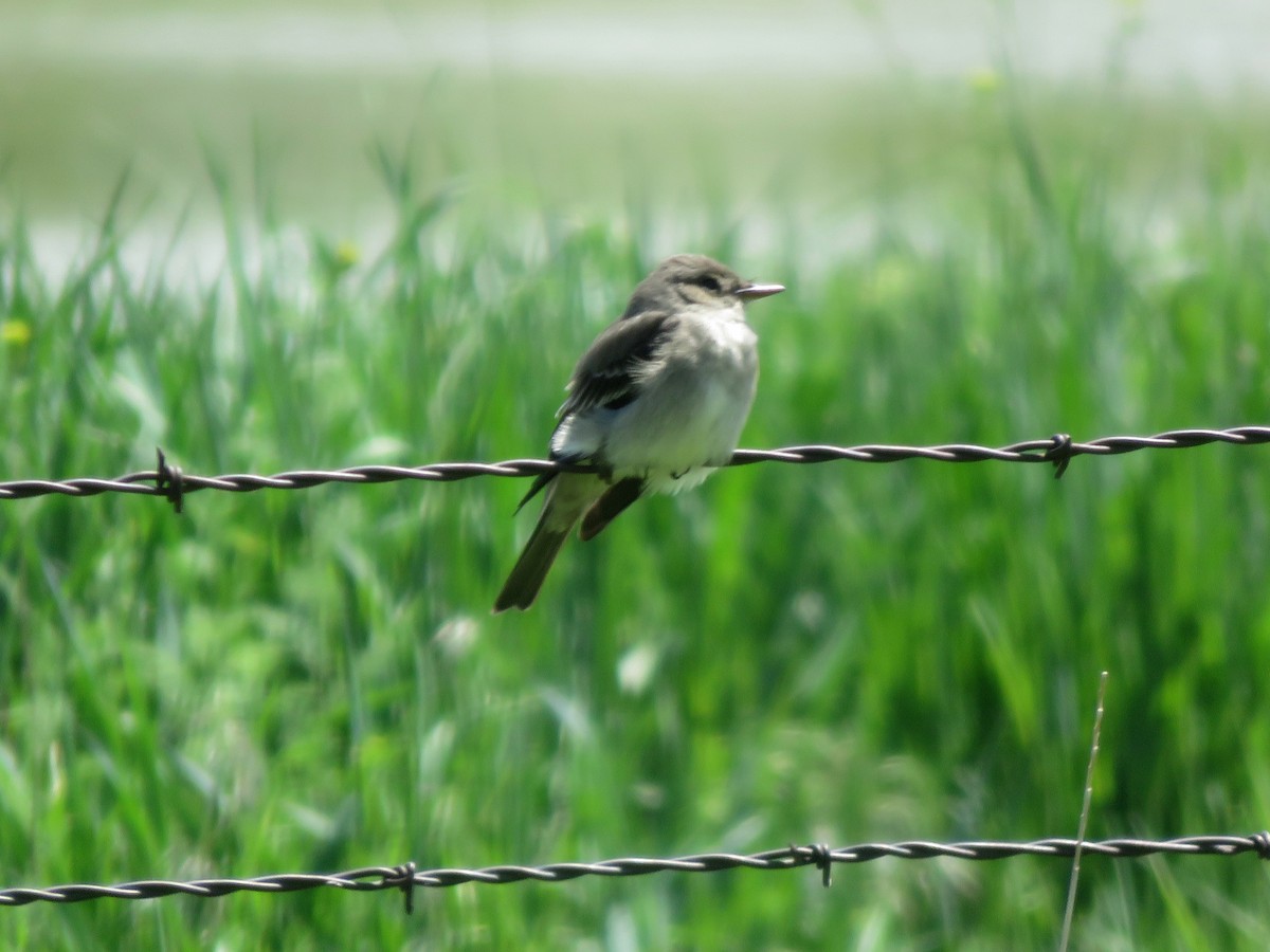 Western Wood-Pewee - ML29056501