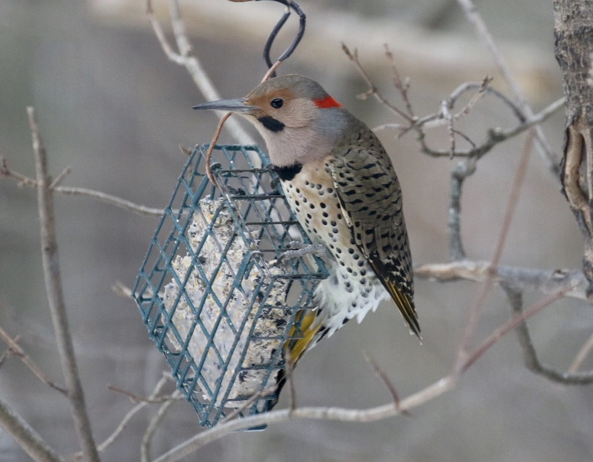 Northern Flicker - Glen Chapman