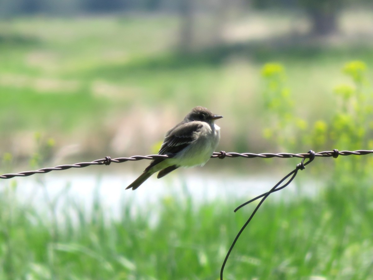 Western Wood-Pewee - ML29056531