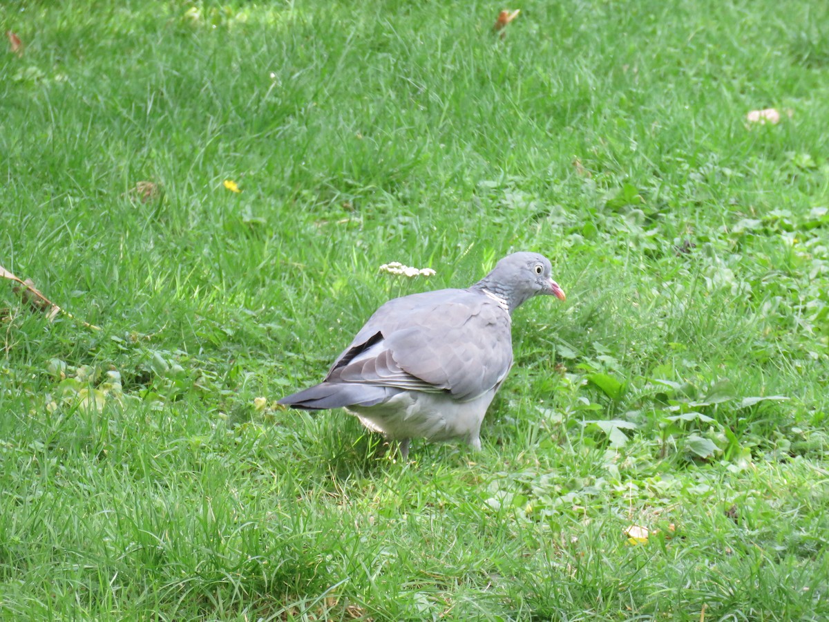 Common Wood-Pigeon - ML290566461