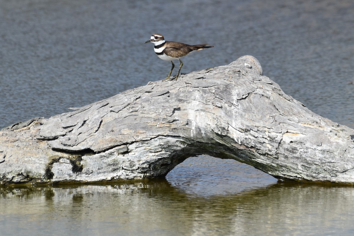 Killdeer - ML290566731