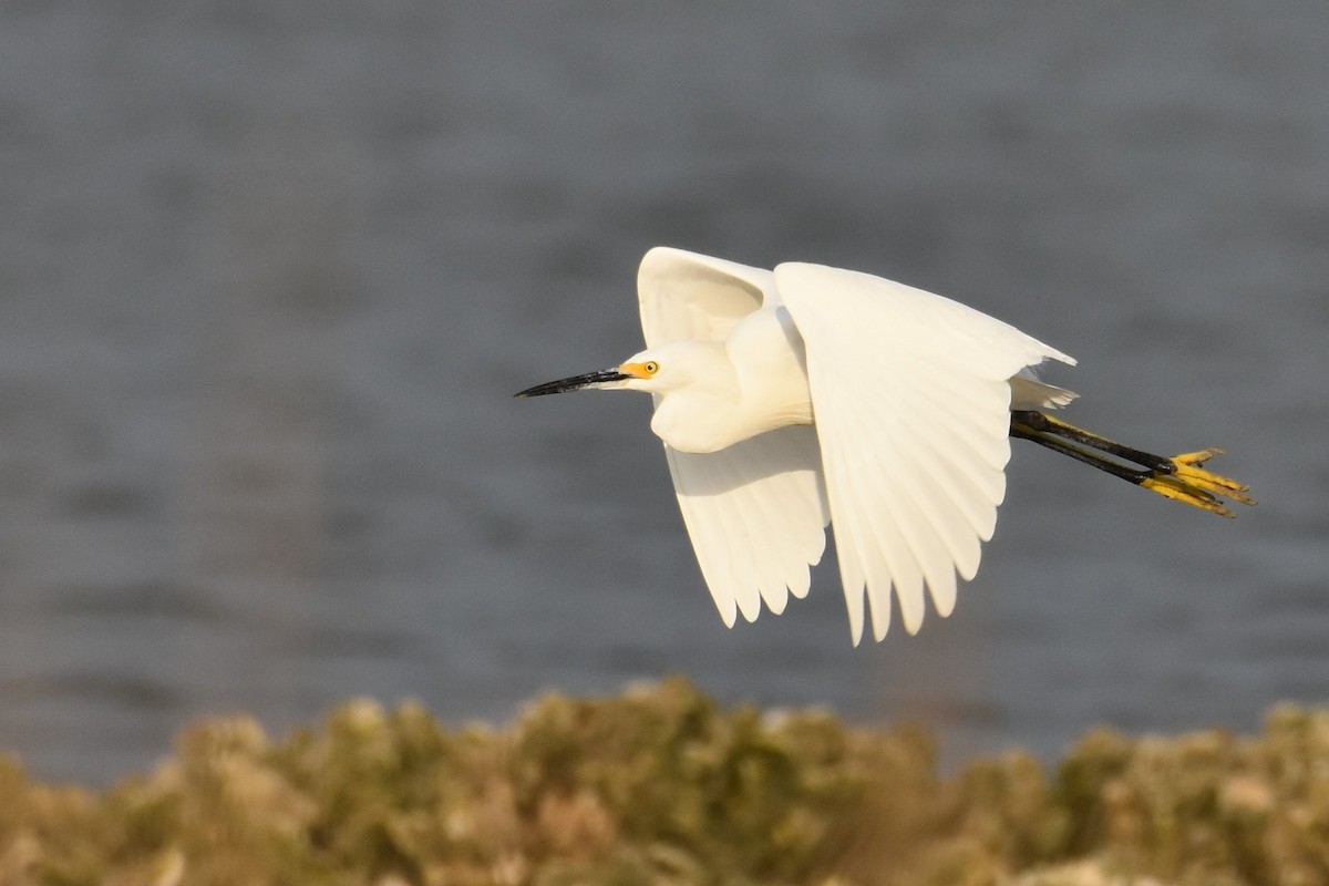 Snowy Egret - ML290568321