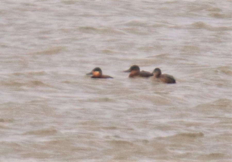 Ruddy Duck - ML290571551