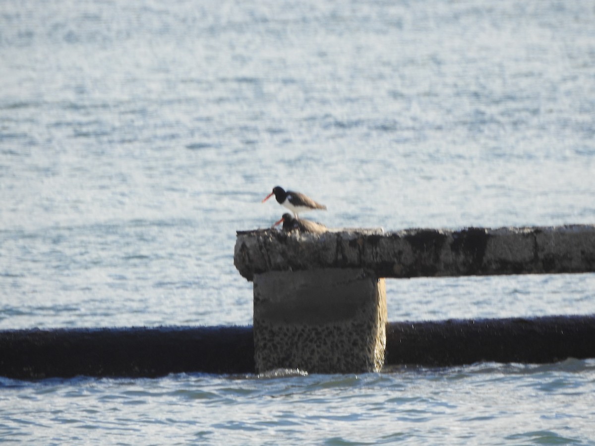 American Oystercatcher - Rebecca Peters