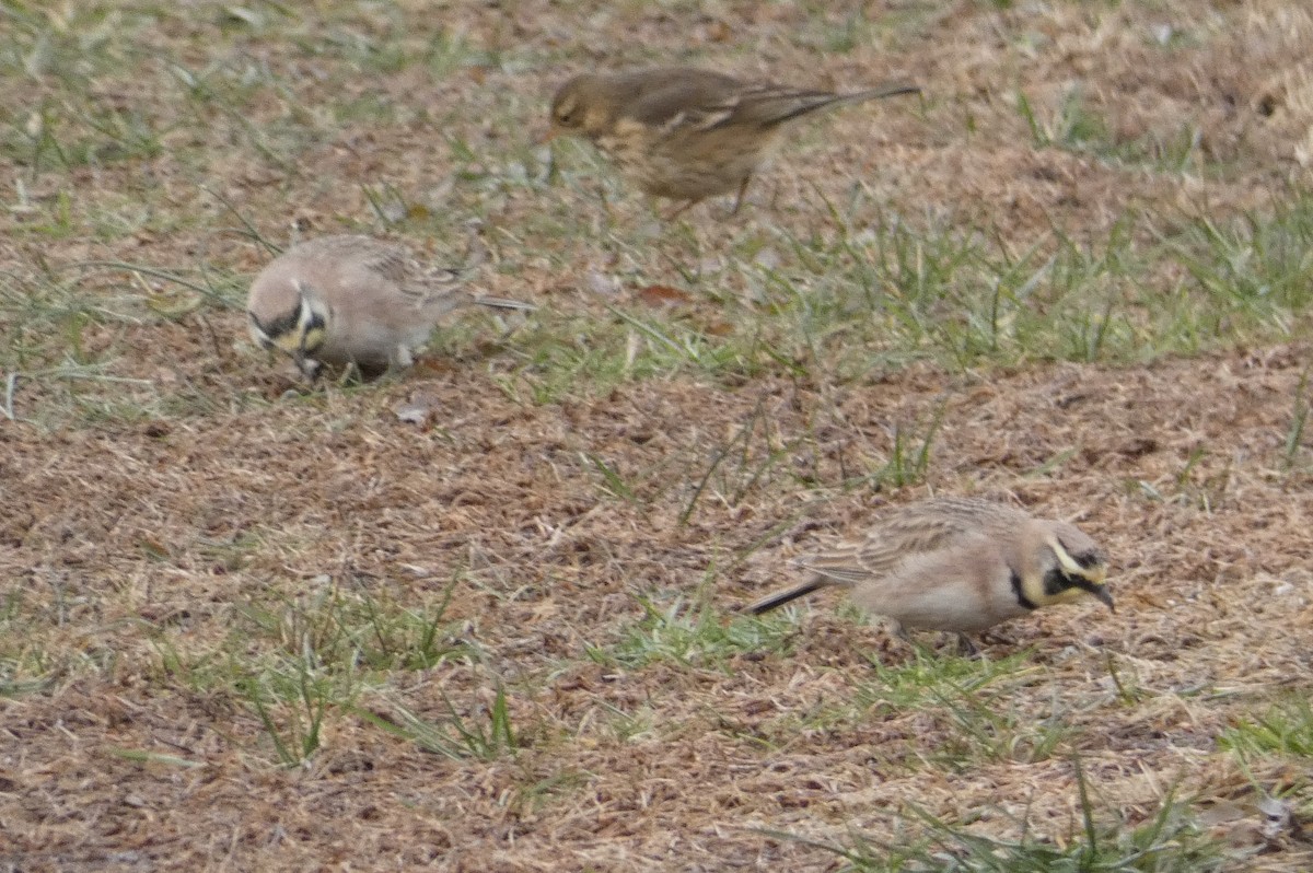 Horned Lark - Peter Osenton