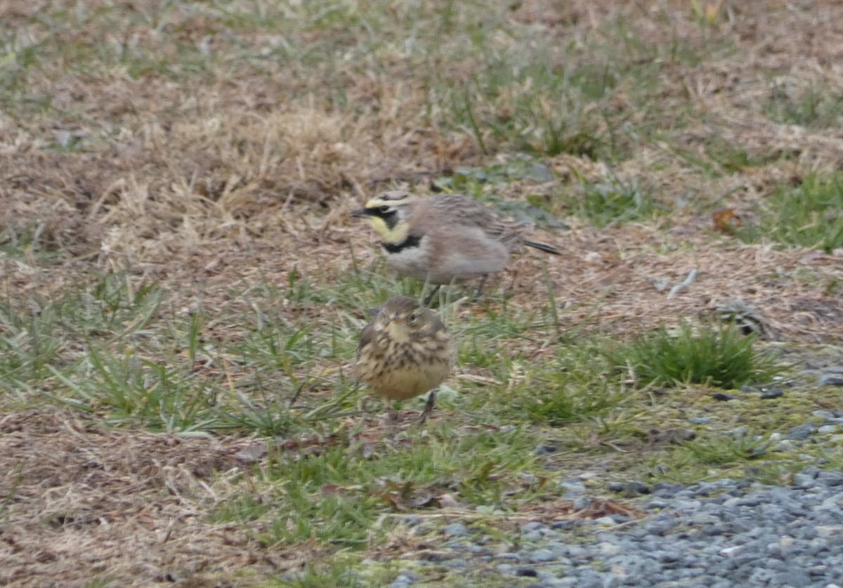 Horned Lark - ML290575131