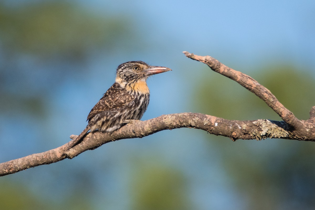 Spot-backed Puffbird - ML290575241