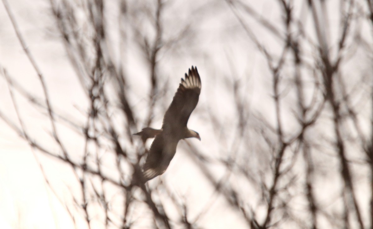 Caracara huppé (cheriway) - ML290576671