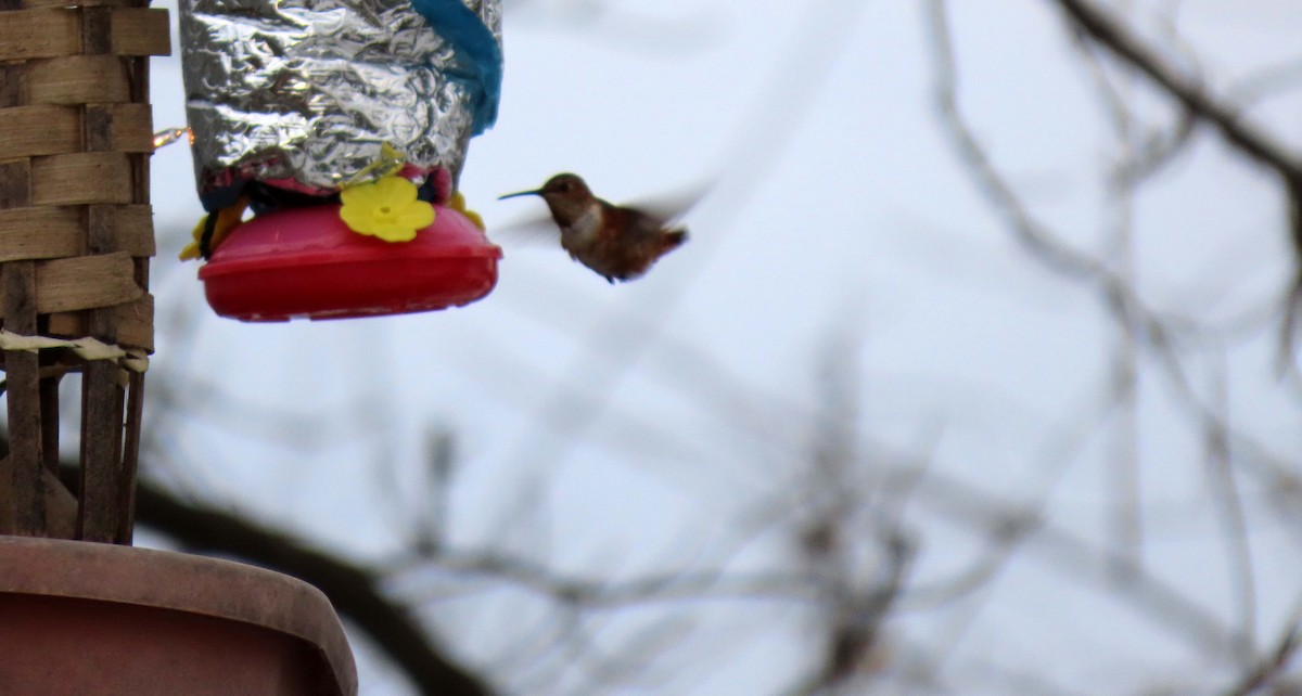 Allen's Hummingbird - Darrell Schiffman