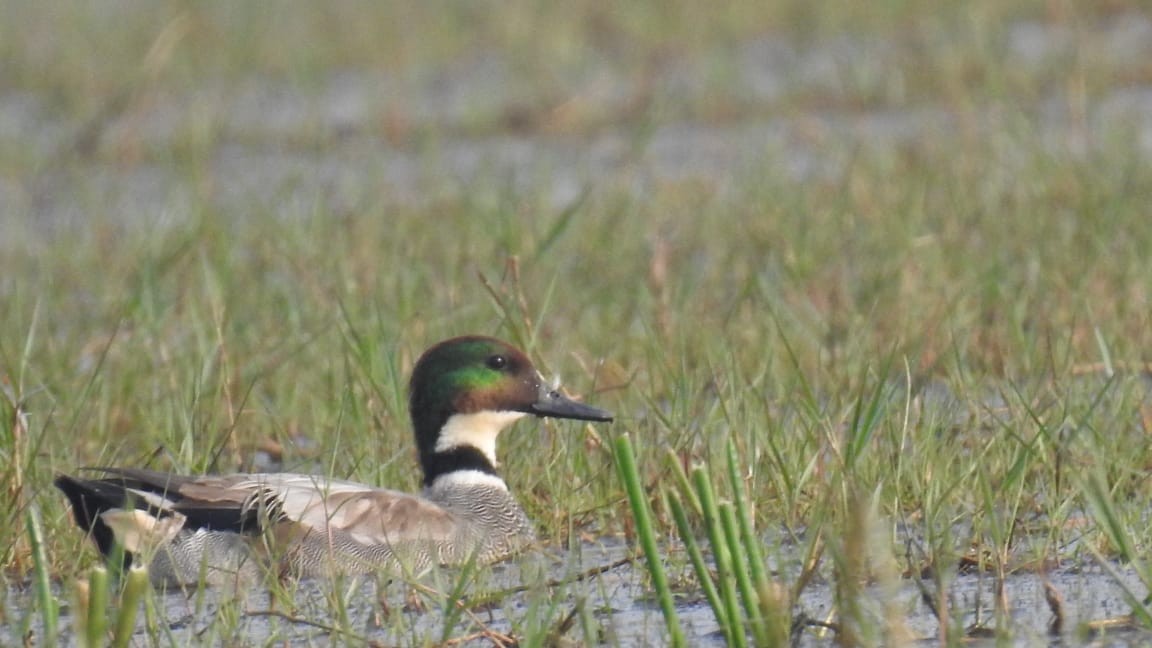 Falcated Duck - ML290577691