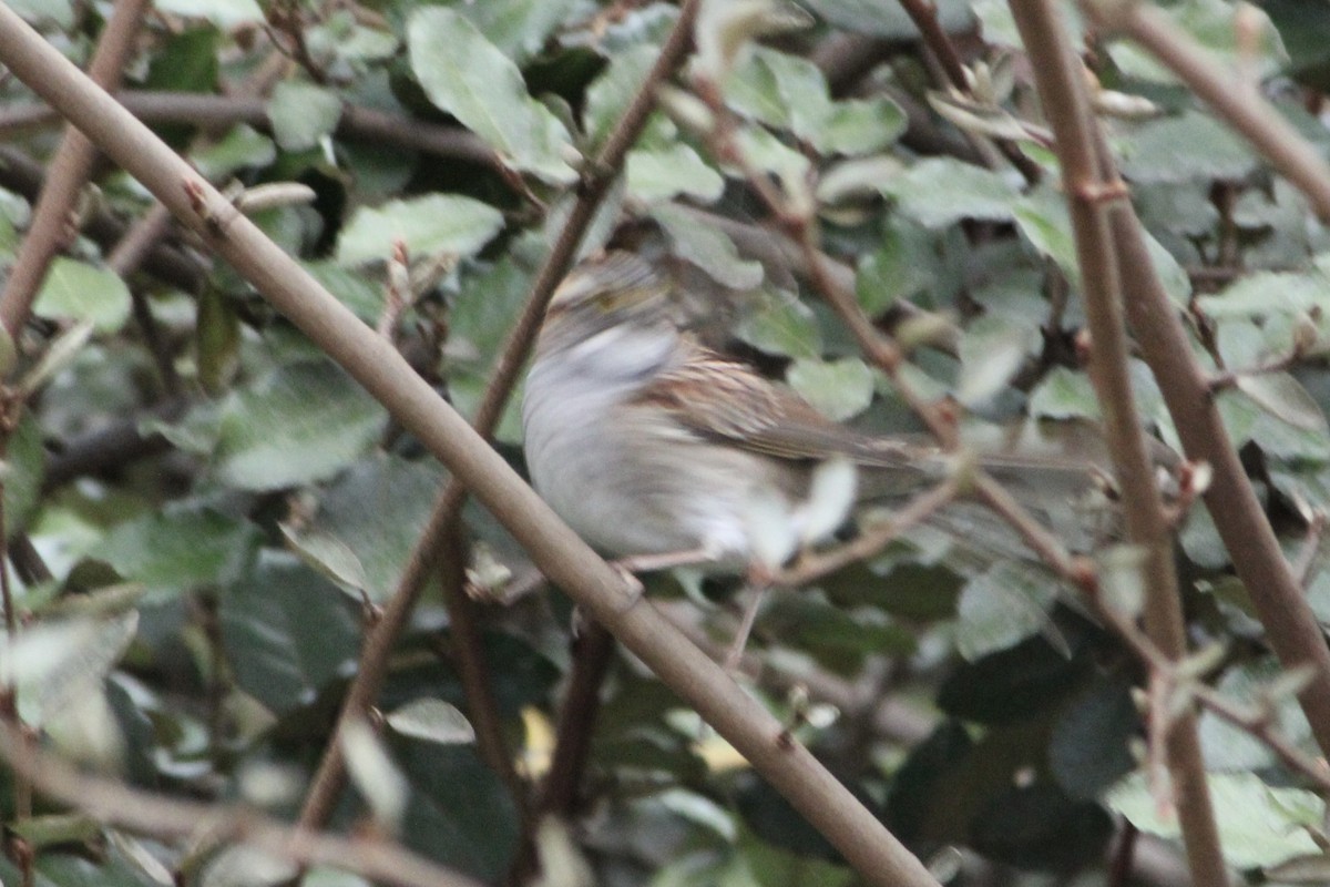 White-throated Sparrow - ML290578321