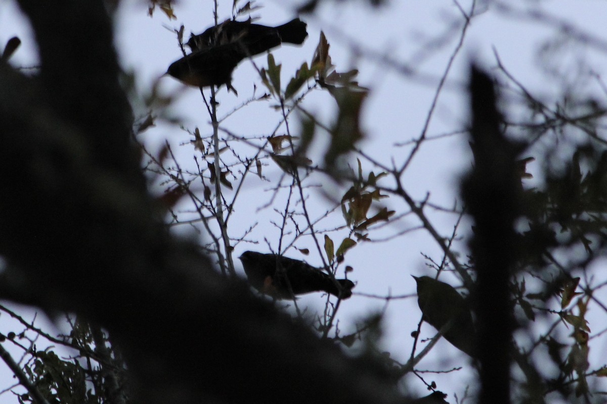 Red-winged Blackbird - Susan Wood