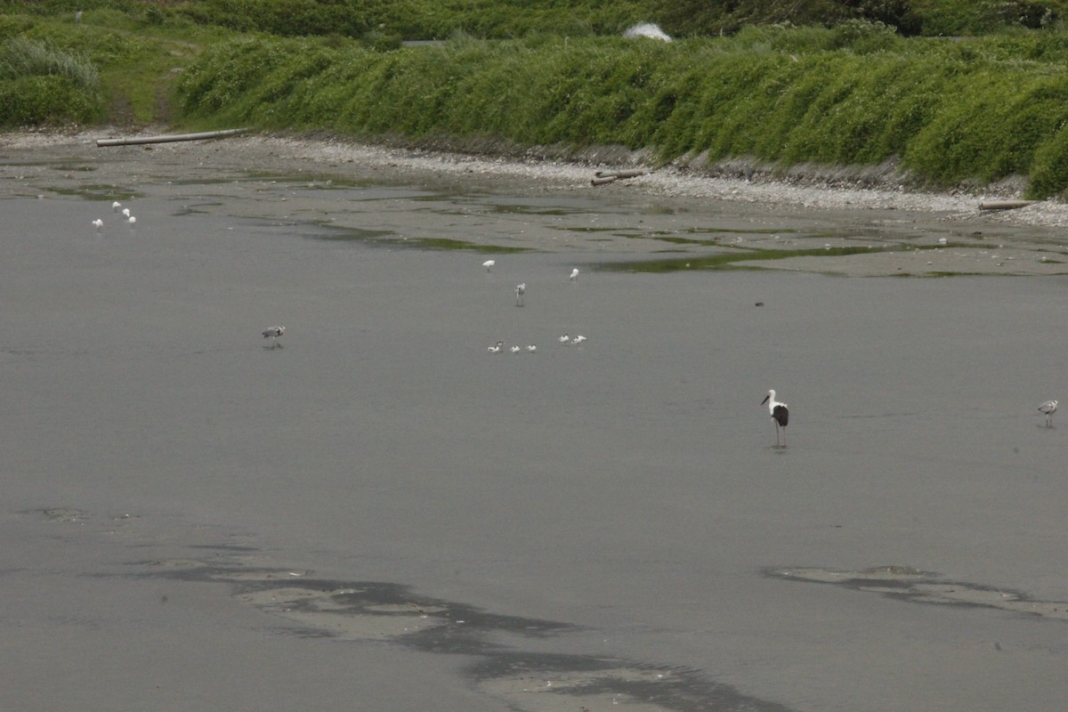 Oriental Stork - ML290578661