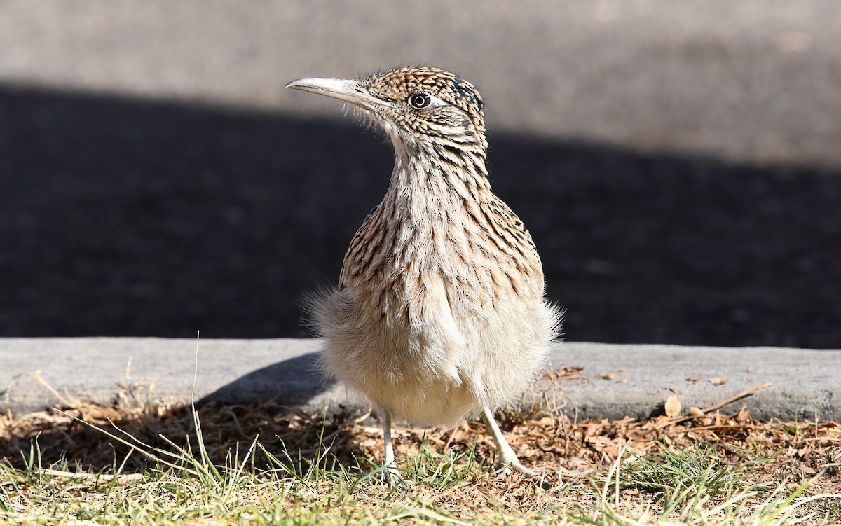 Greater Roadrunner - ML290578711