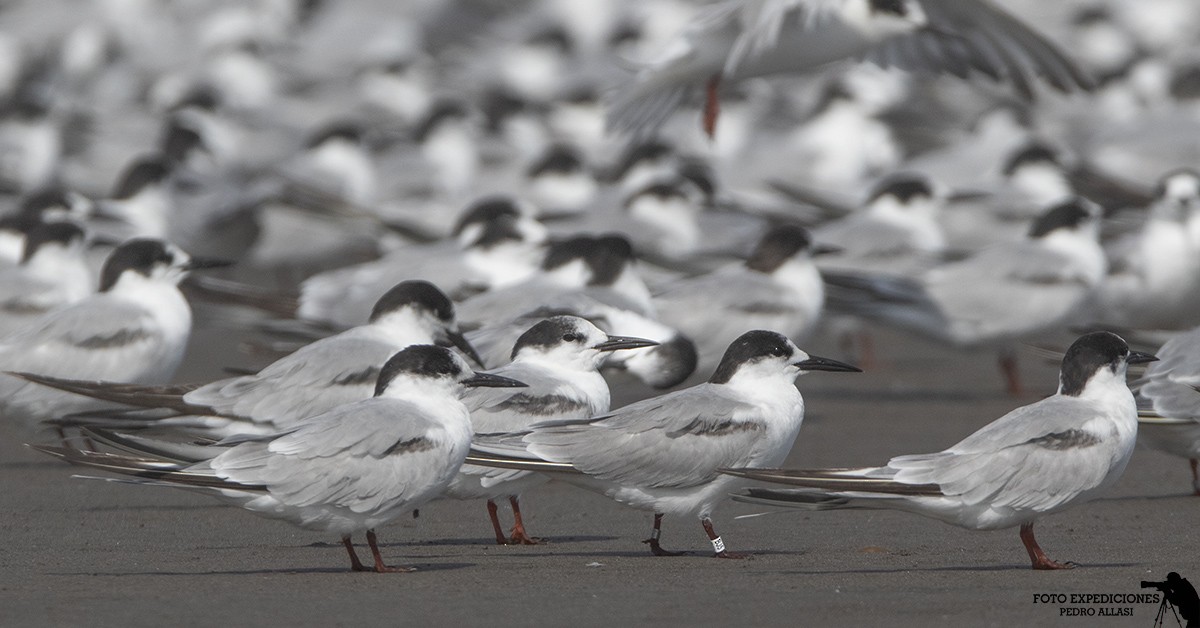 Common Tern - ML290580371