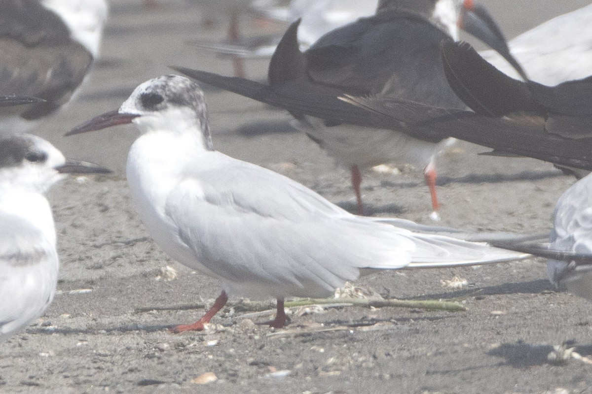 South American Tern - Pedro Allasi Condo - COAP - COLLAGUA BIRDER