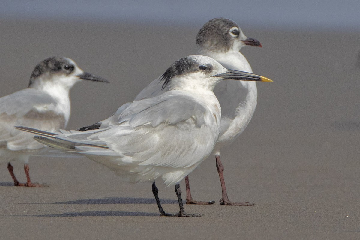 Sandwich Tern - ML290580411