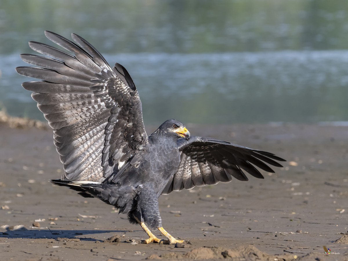 Common Black Hawk - Fernando Burgalin Sequeria