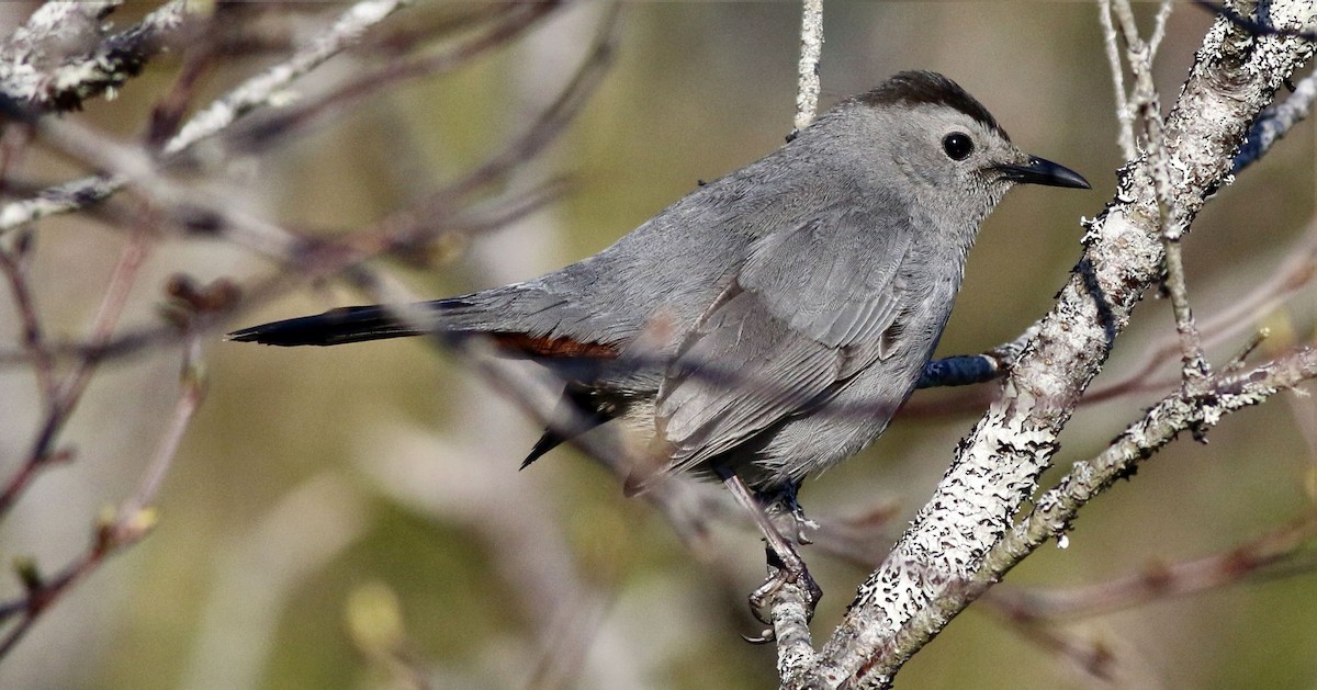 Pájaro Gato Gris - ML29058401