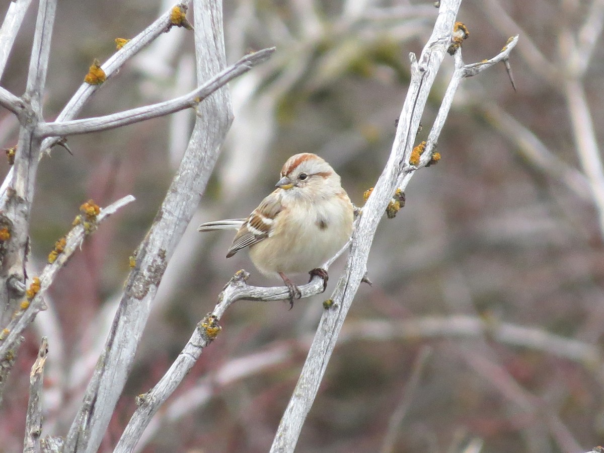 American Tree Sparrow - ML29058511