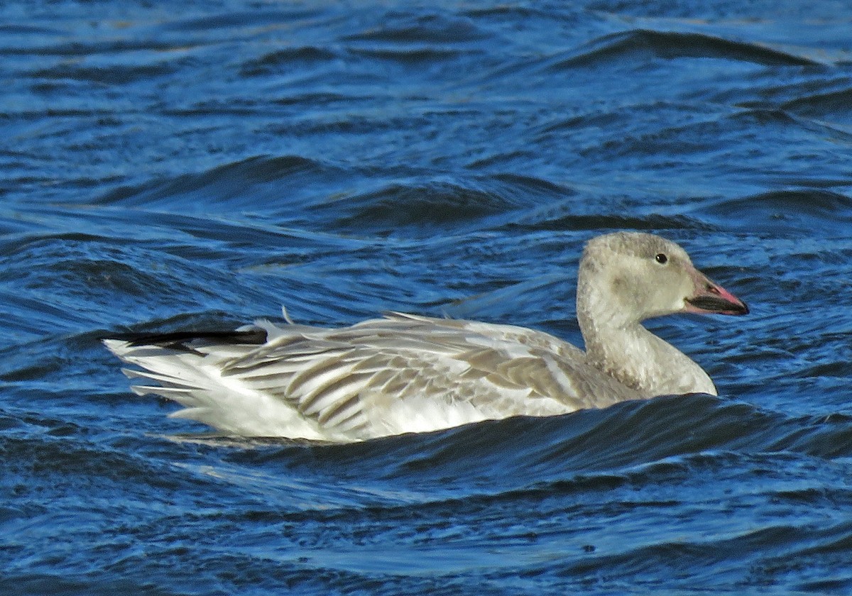 Snow Goose - ML290585171