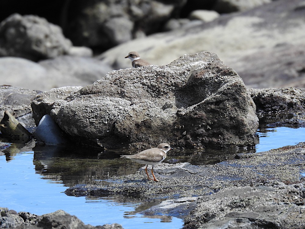 Semipalmated Plover - Rosabel Miro