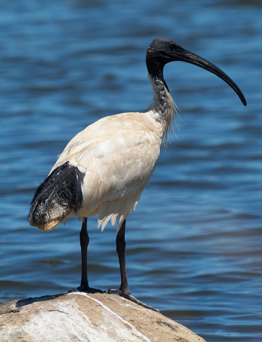 Australian Ibis - ML290586841