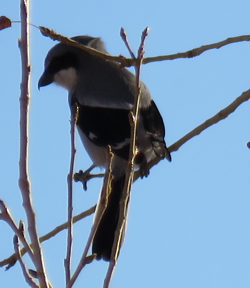 Loggerhead Shrike - ML290587231